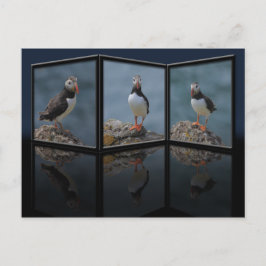 Cartão Postal Cartaz Puffin