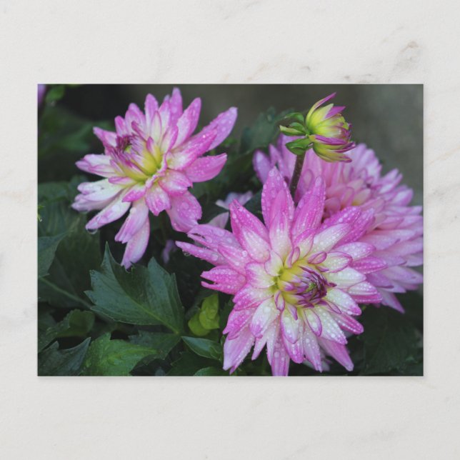 Cartão Postal Cartaz rosa Dahlia (Frente)