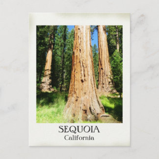 Cartão Postal Cartaz Sequoia Muito Bom!