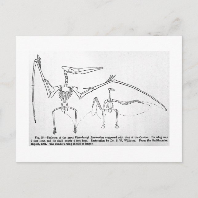 Cartão Postal Cartaz sobre o esqueleto de Pteranodon (Frente)
