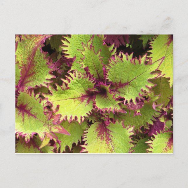 Cartão Postal Cartaz verde-arbusto (Frente)