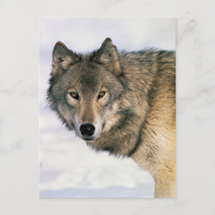 Cartão Postal Cartazes de lobo