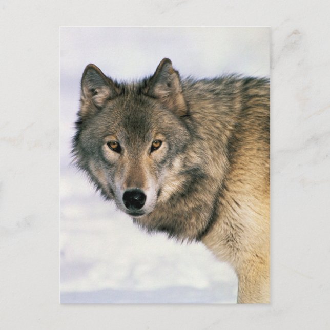 Cartão Postal Cartazes de lobo (Frente)