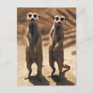 Cartão Postal Cartazes Meerkat