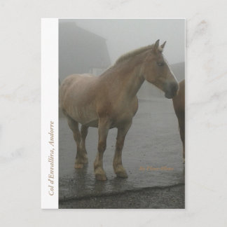 Cartão Postal Carte postale cheval sous la pluie