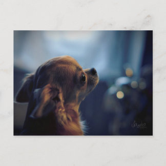 Cartão Postal Carte postale, chien chihuahua