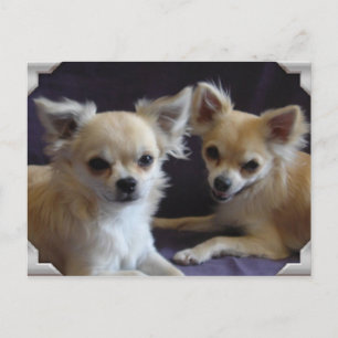 Cartão Postal Carte postale chien chihuahua humor