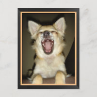 Carte postale chien chihuahua humor