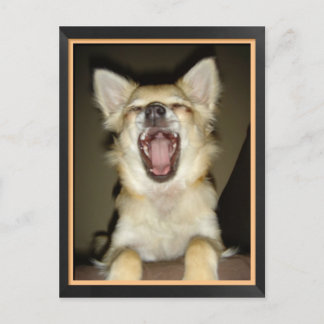 Cartão Postal Carte postale chien chihuahua humor