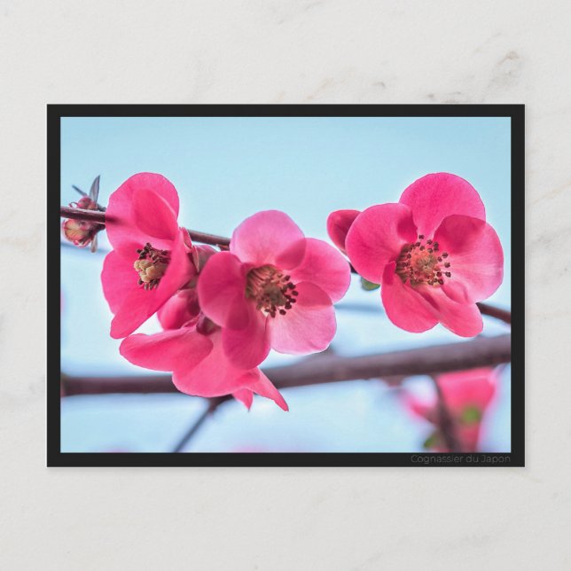 Cartão Postal Carte postale Cognassier du Japon (Frente)