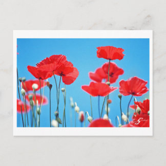 Cartão Postal Carte postale Coquelicots de Provença
