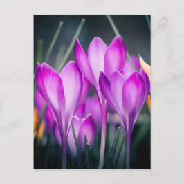 Cartão Postal Carte postale Crocus