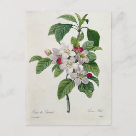 Cartão Postal Carte Postale Fleurs 19