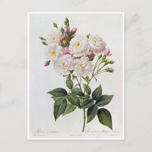 Cartão Postal Carte Postale Fleurs 6 (Frente)