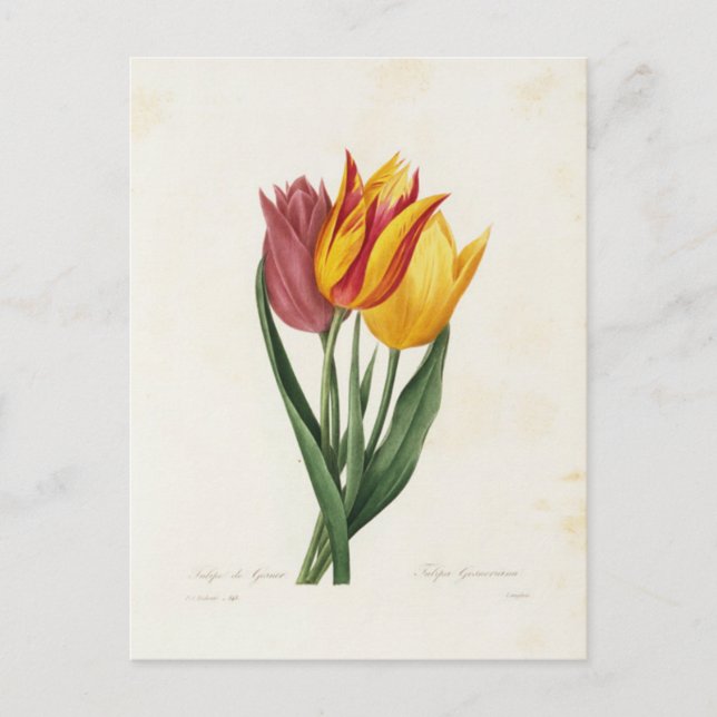 Cartão Postal Carte Postale Fleurs 9 (Frente)