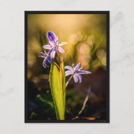 Cartão Postal Carte postale le Scille