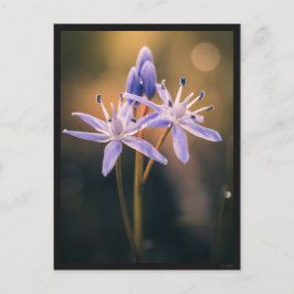 Cartão Postal Carte postale le Scille