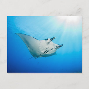 Cartão Postal Carte postale, Manta ray マ ン タ レ イ