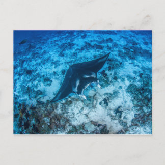 Cartão Postal Carte postale, Manta ray マ ン タ レ イ