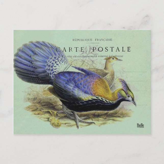 Cartão Postal Carte postale oiseau violet (Frente)