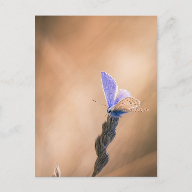 Cartão Postal Carte postale papillon Argus bleu (Frente)