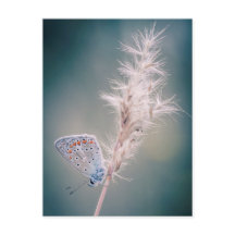 Carte postale papillon Argus bleu