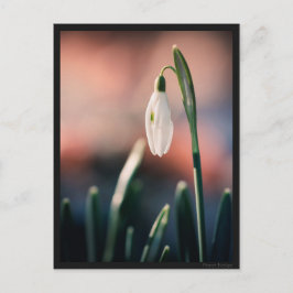 Cartão Postal Carte postale Perce Neige