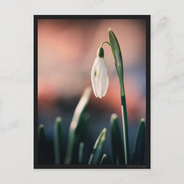 Cartão Postal Carte postale Perce Neige (Frente)