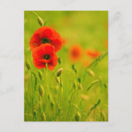 Cartão Postal Carte postale - pulgas de coquelicots