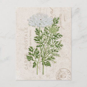 Cartão Postal Carte Postale Queen Anne's Lace French Floral