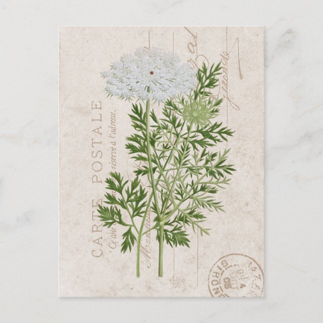 Cartão Postal Carte Postale Queen Anne's Lace French Floral (Frente)