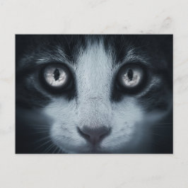 Cartão Postal Carte postale regard de chat