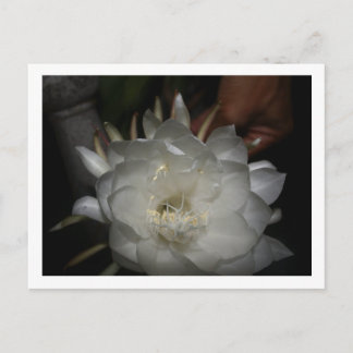 Cartão Postal Carte postale, Taille : Carte postale standard, Pa