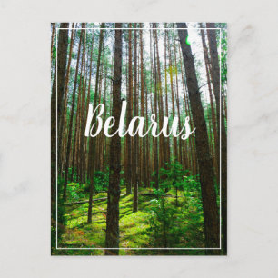 Cartão Postal Carteira postal da Floresta da Paisagem Natural da