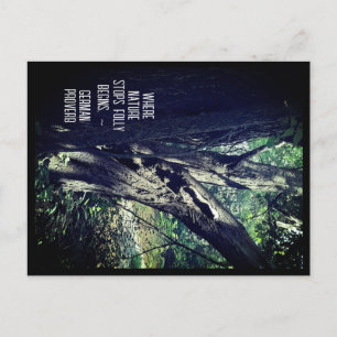 Cartão Postal Carteira postal da velha árvore no bosque e no pro