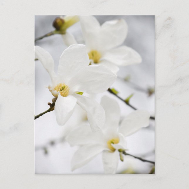 Cartão Postal Carteira postal das flores da Magnolia (Frente)