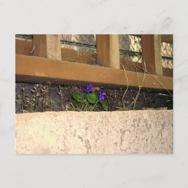 Cartão Postal Carteira postal de violetas (Frente)