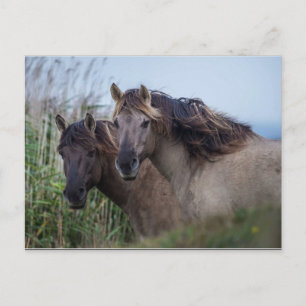 Cartão Postal Carteira postal Natureza - Konik Ponies em Oare Ma