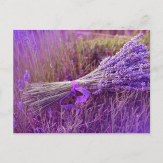 Cartão Postal Cartes postale buquê de lavandes