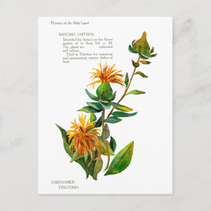 Cartão Postal Carthamus Tinctoria