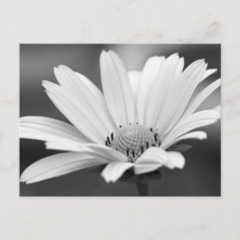Cartão Postal Cartões-postais Black White Daisy Zazzle