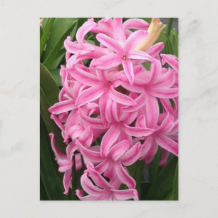 Cartão Postal Cartões-postais bonito de Flores de Hiacinto Rosa