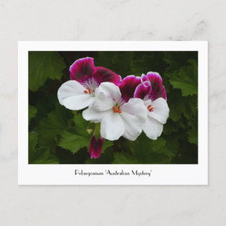 Cartão Postal Cartões-postais coletáveis Regal Pelargonium