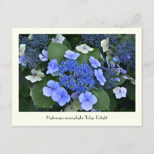 Cartão Postal Cartões-postais com flores coletáveis Hydrangea az