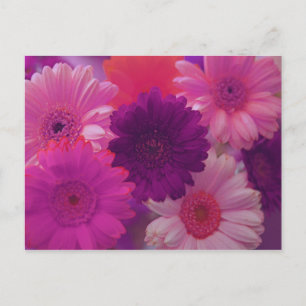 Cartão Postal Cartões-postais de arte da flor rosa Gerbera Daisy