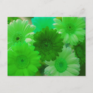Cartão Postal Cartões-postais de arte verde Gerbera Daisy Flowe