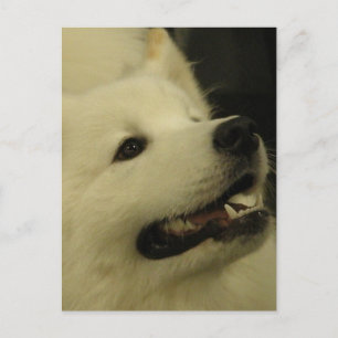 Cartão Postal Cartões-postais de cães com samoia
