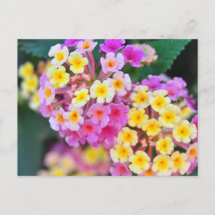 Cartão Postal Cartões-postais de flores tropicais