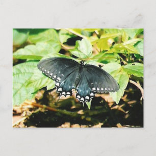 Cartão Postal Cartões-postais de fotos com borboletas brancas pr