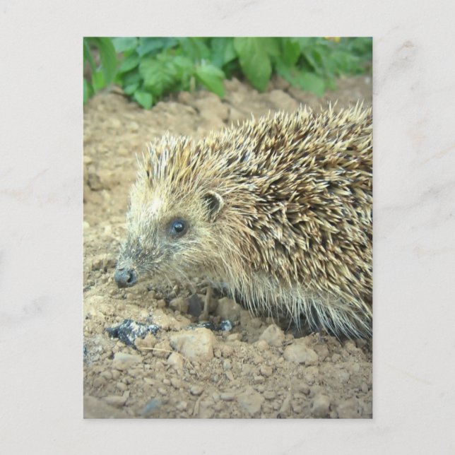 Cartão Postal Cartões-postais de Hedgehog Care (Frente)
